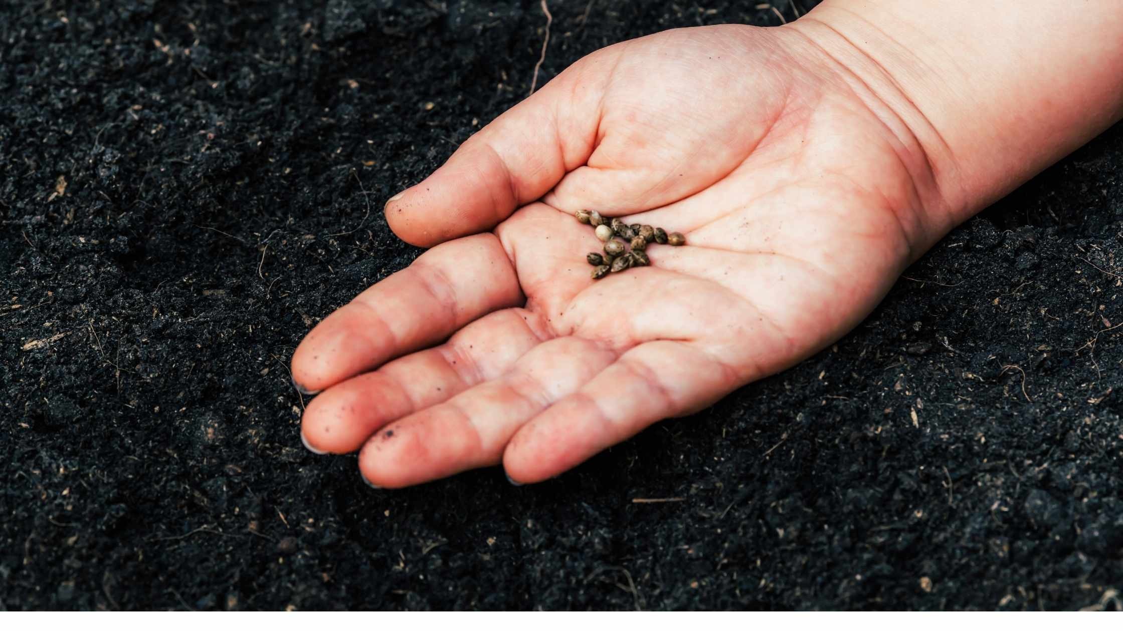 Germinazione della pianta di Cannabis: Metodi efficaci e Consigli