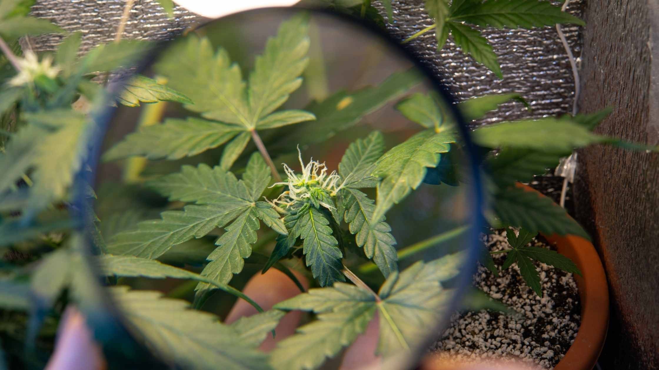 Tecniche di coltivazione della Cannabis: Indoor ed Outdoor