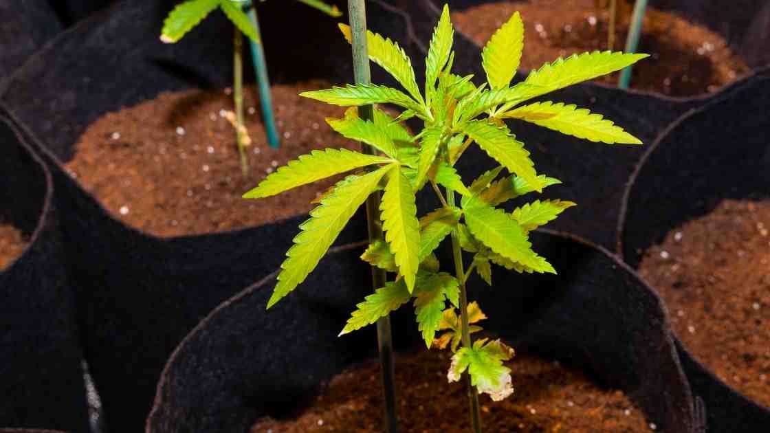 Cannabis: Si a coltivazione domestica fino ad un massimo di quattro piantine