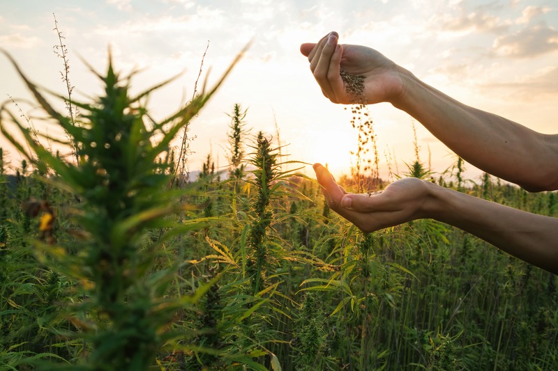 Olio di Canapa e Olio CBD a confronto: proprietà e differenze