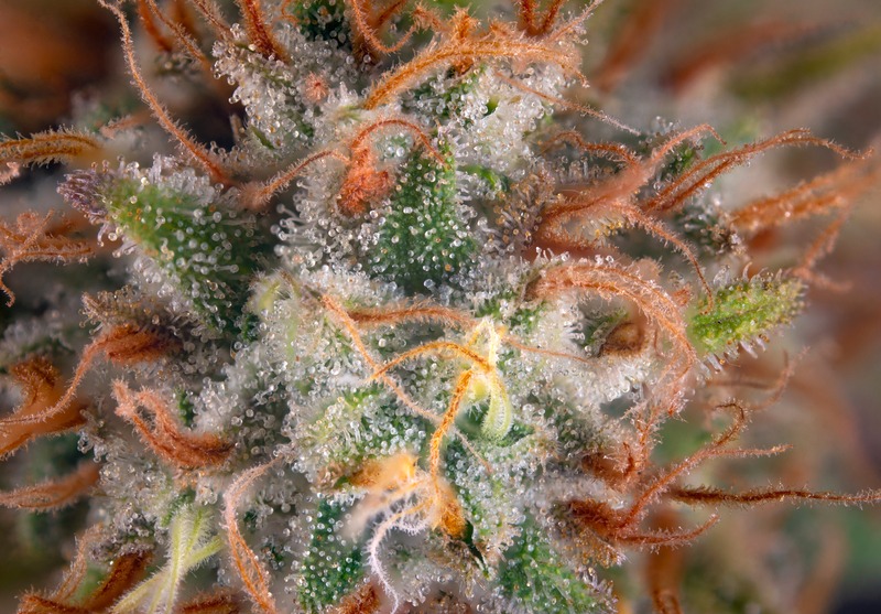 I terpeni nella Cannabis Light: cosa sono e i loro benefici