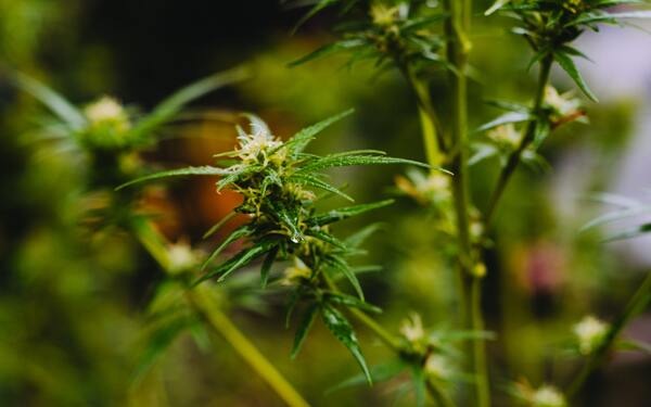 Il terpene Borneolo: perché conoscerlo assolutamente