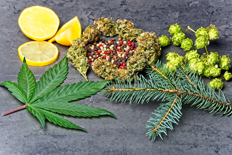 Il profilo terpenico dell'Umulene: perchè è importante